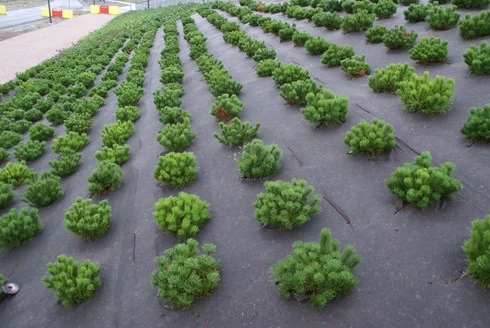 RootBarrier® BioCovers® 157 G/m² 50 Mtr 200cm X 30cm - Afbeelding 7