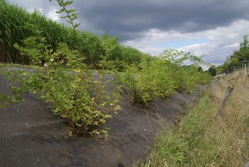 RootBarrier® BioCovers® 157 G/m² 50 Mtr 200cm X 30cm - Afbeelding 2